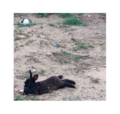 Ambiente della fattoria